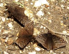 Erynnis juvenalis juvenalis