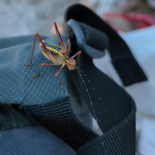Poecilimon tessellatus