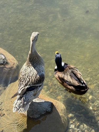 iNaturalist image