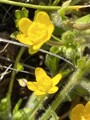 Ranunculus occidentalis occidentalis