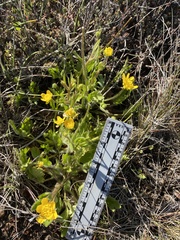 Ranunculus occidentalis occidentalis