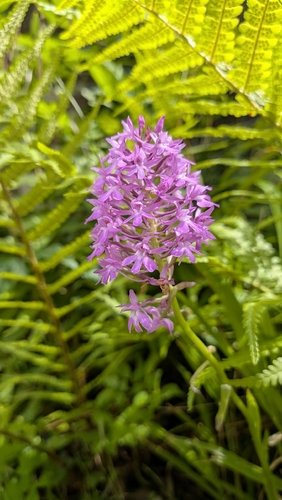 pyramidal orchid