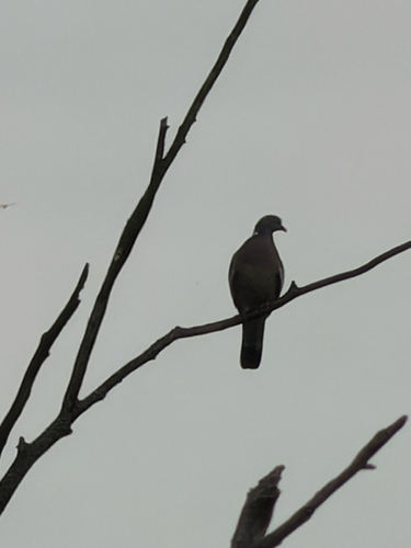 Common Wood-Pigeon