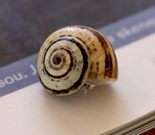 White Italian Snail