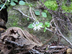 Stellaria sessiliflora