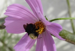 Bombus bellicosus