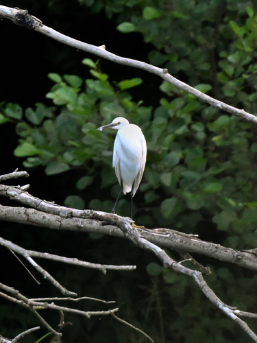 iNaturalist image