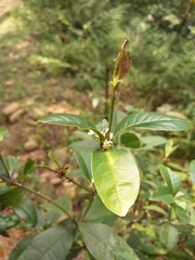 Magnoliopsida