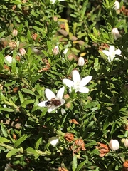 Philotheca hispidula