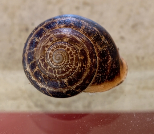 Chocolate-band Snail
