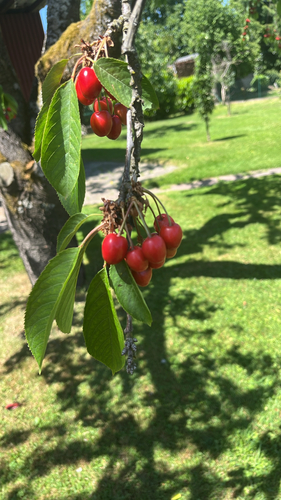 wild cherry