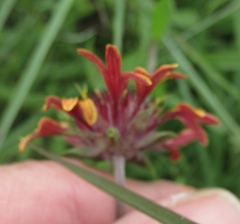 Gaillardia aestivalis