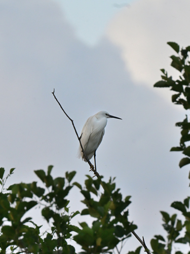 iNaturalist image