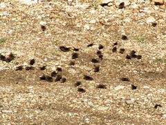 Erynnis juvenalis juvenalis