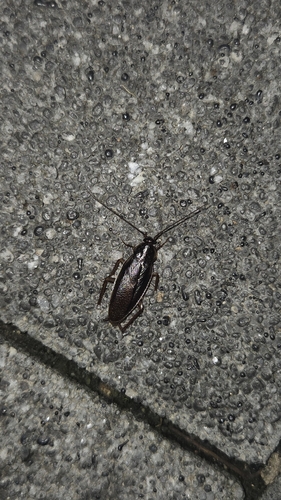 Asiablatta kyotensis