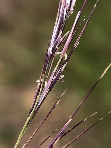 Aristida adscensionis