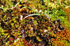 Peltigera rufescens image