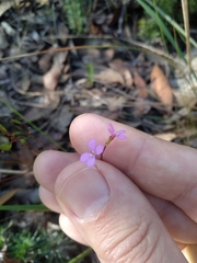 Stylidium lineare
