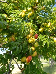 Libidibia monosperma