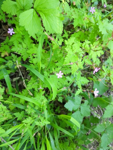 Herb Robert