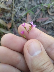 Stylidium lineare