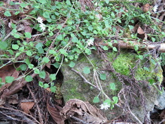 Stellaria sessiliflora