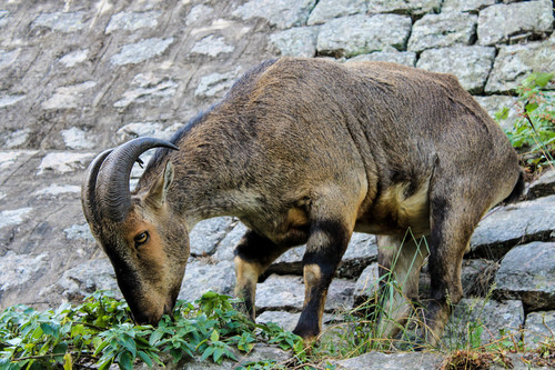 Nilgiri Tahr