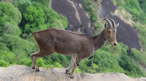 Nilgiri Tahr
