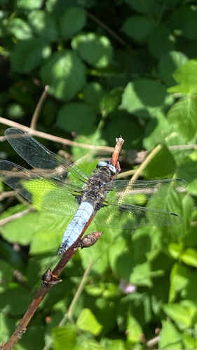 Scarce Chaser