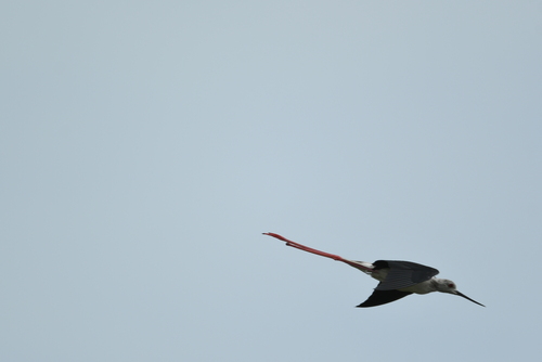 iNaturalist: (c) dieptungvietnam, some rights reserved (CC BY-NC) iNaturalist image