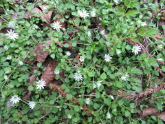Stellaria sessiliflora
