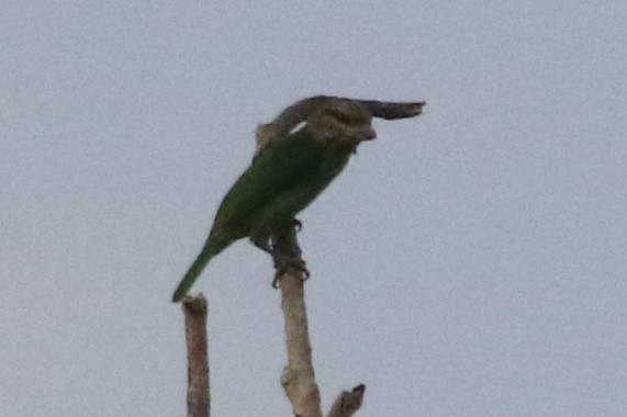 Green-eared Barbet