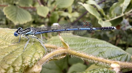 Blue Featherleg