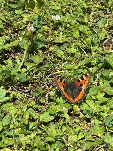 Small Tortoiseshell