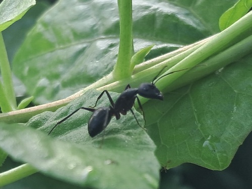 Indian Black Ant