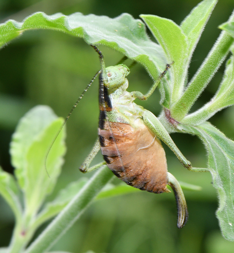 Bright Bush-crickets