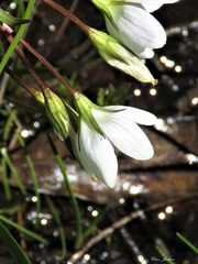 Gentianella cunninghamii