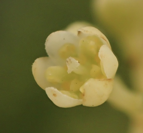 Camphora officinarum