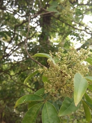 Magnoliopsida