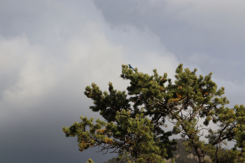 Mountain Bluebird