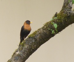 Turdus rufitorques