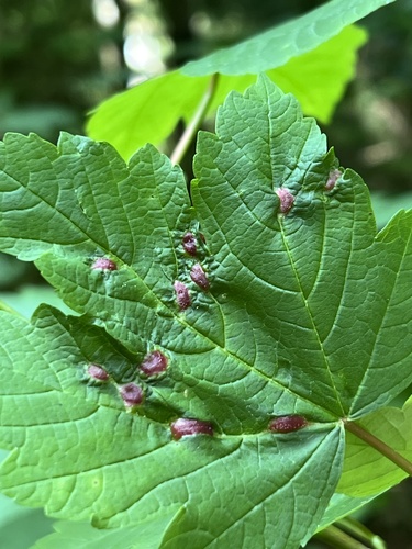 Maple gall wasp