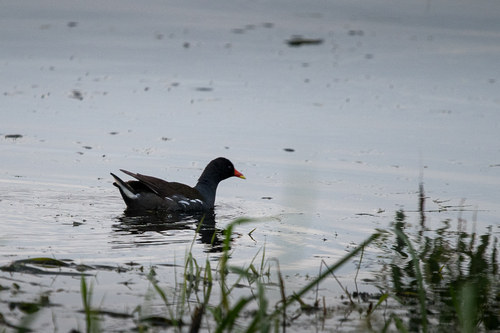iNaturalist image
