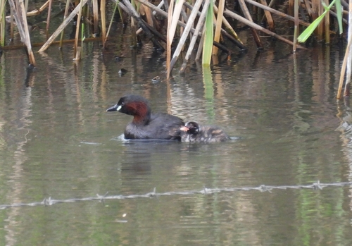 iNaturalist: (c) Mike King, some rights reserved (CC BY-NC), uploaded by Mike King iNaturalist image