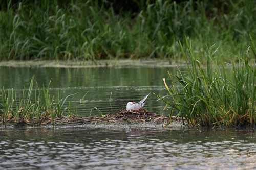 iNaturalist: (c) ant-yamert, some rights reserved (CC BY-NC) iNaturalist image