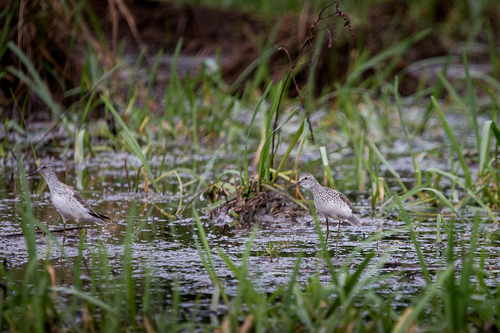 iNaturalist image