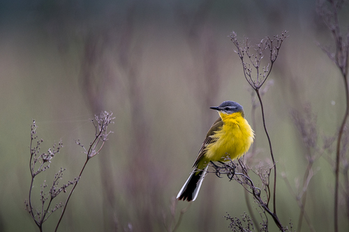 iNaturalist image
