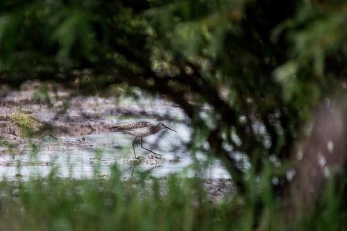 iNaturalist image