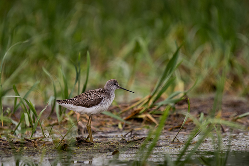 iNaturalist image