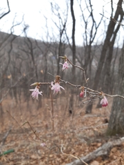 Lonicera praeflorens